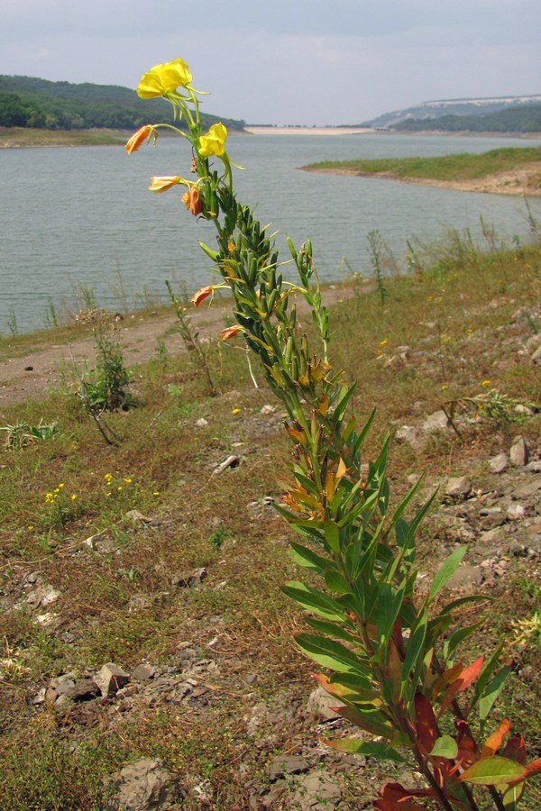 Изображение особи Oenothera biennis.