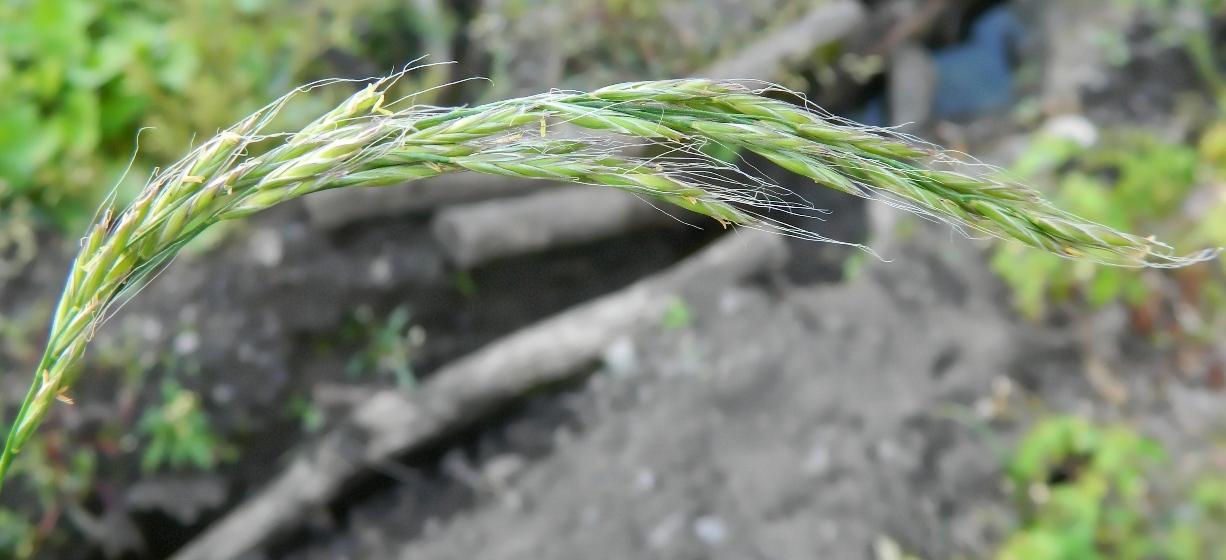 Изображение особи Festuca gigantea.