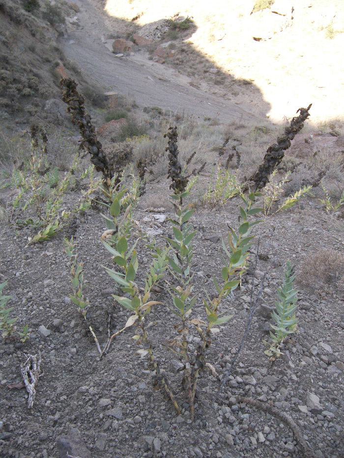 Изображение особи Linaria pyramidata.