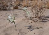 Pancratium sickenbergeri. Цветущие растения. Israel, Northern Negev (near Ein Yorkeam). 28.10.2006.