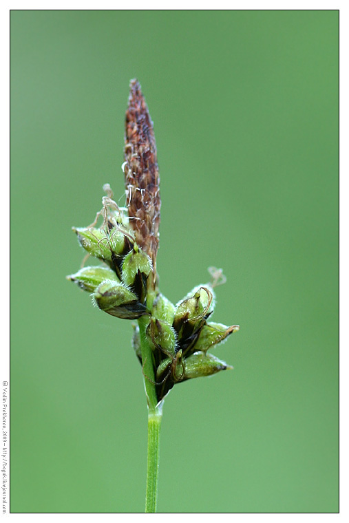 Изображение особи Carex montana.