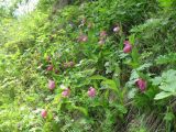 Cypripedium macranthos