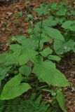 Lactuca triangulata