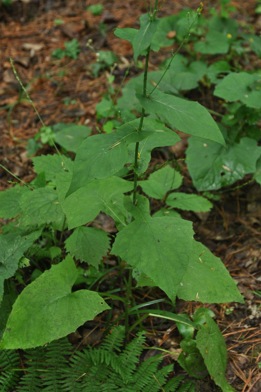 Изображение особи Lactuca triangulata.