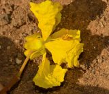 Peltophorum dubium. Цветок. Израиль, Шарон, г. Герцлия, в культуре. 05.07.2012.