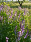 Vicia tenuifolia