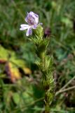 Euphrasia brevipila