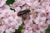 Achillea millefolium. Соцветия с кормящимся жуком пестряком иркутским (Trichodes irkutensis). Республика Бурятия, Баунтовский эвенкийский р-н, окр. пос. Северный, долина р. Има, опушка леса. 26.07.2013.