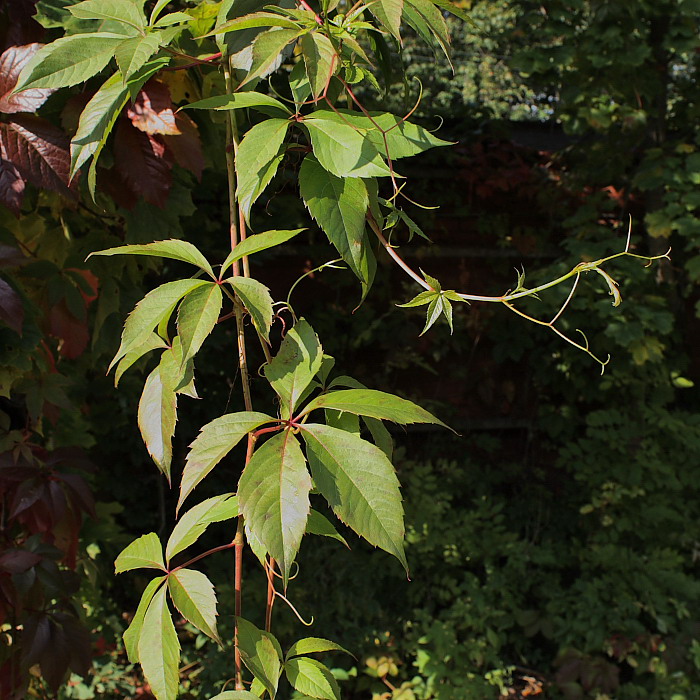 Изображение особи Parthenocissus quinquefolia.