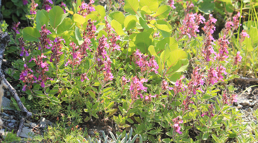 Изображение особи Teucrium chamaedrys.