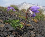 Campanula albovii