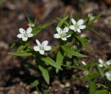 Pseudostellaria rigida. Цветущие растения. Приморский край, Находкинский городской округ, окр. пос. Врангель, исток пади Лемберта (басс. р. Глинка), дубовый лес. 10.05.2015.