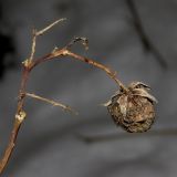 Rubus idaeus