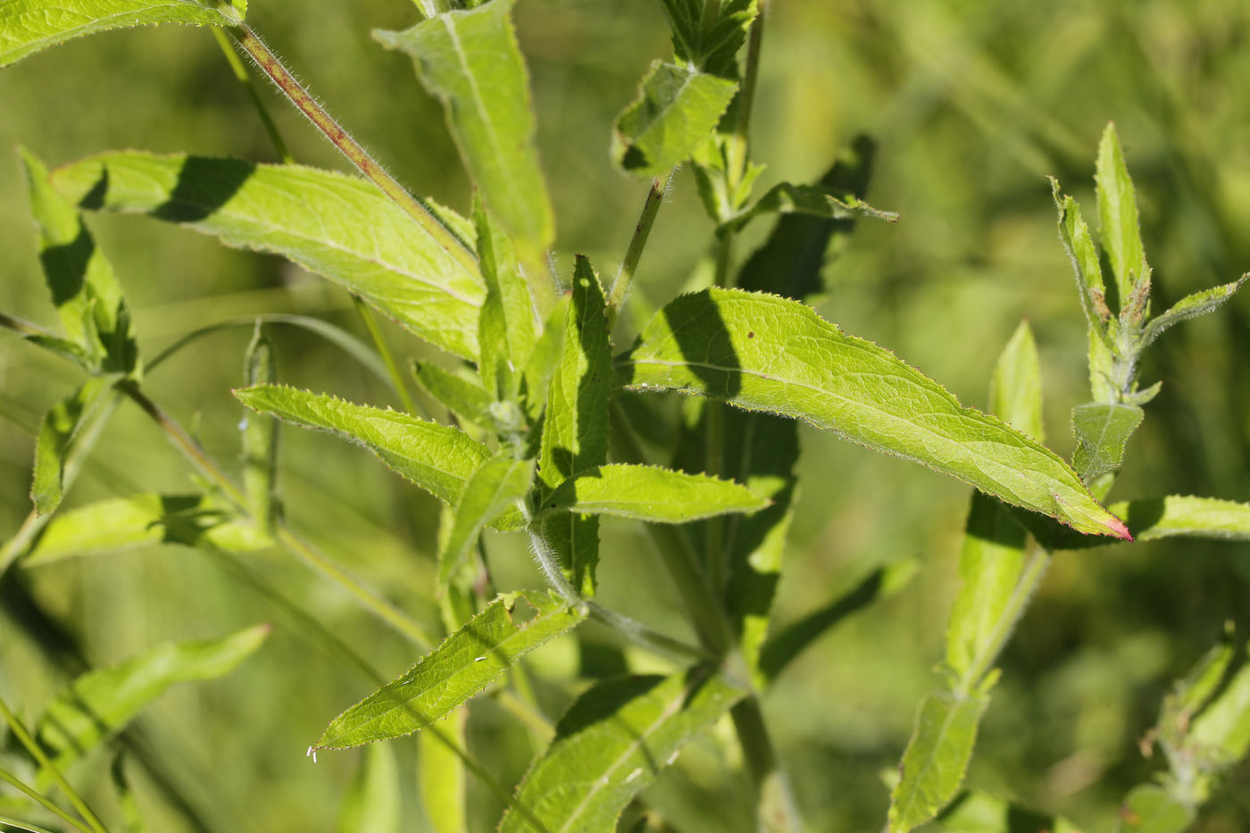 Изображение особи Epilobium hirsutum.