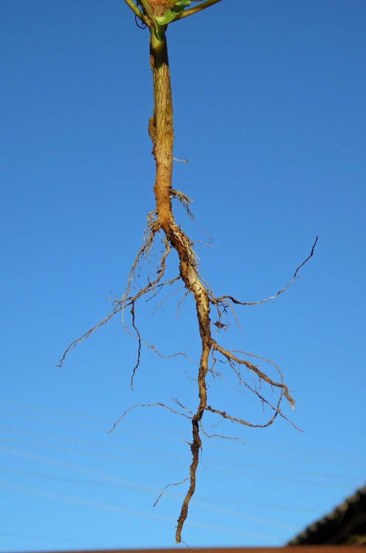 Image of Acalypha australis specimen.