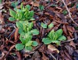 Primula vulgaris