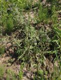 Anchusa officinalis