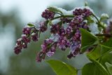 Syringa vulgaris. Соцветие с расцветающими цветками под снегом (культивар). Молдова, Кишинев, Ботанический сад АН Молдовы. 20.04.2017.