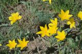 Tulipa ostrowskiana