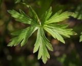 Geranium sibiricum