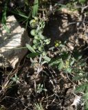 Alyssum turkestanicum var. desertorum