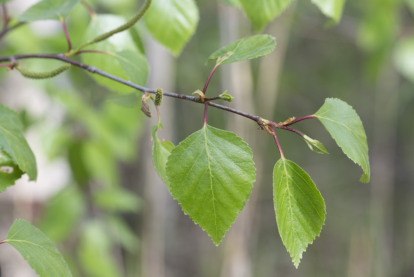 Изображение особи Betula &times; aurata.