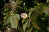 Sinopodophyllum hexandrum