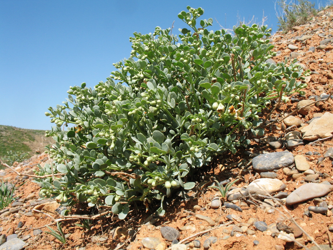 Изображение особи Zygophyllum iliense.