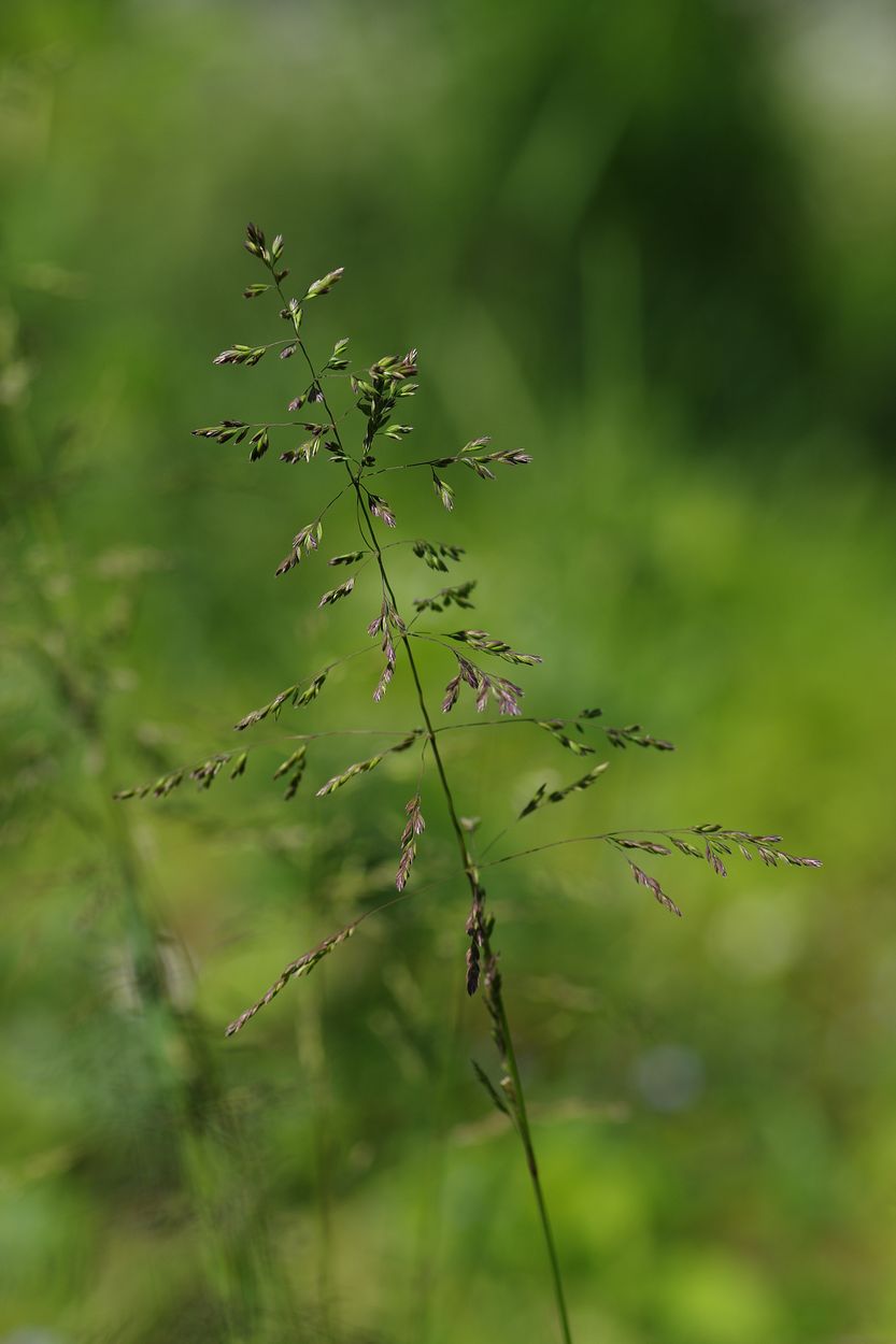 Изображение особи Poa trivialis.