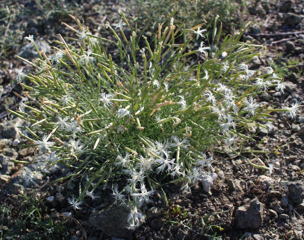 Изображение особи Dianthus klokovii.