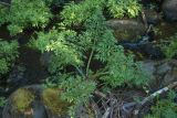 Cicuta virosa. Вегетирующая особь в окружении Solanum dulcamara, Galium palustre, Lycopus europaeus и др. Тверская обл., Торопецкий р-н, окр. дер. Кузнецово, берег р. Сережа у истока из оз. Наговье. 09.08.2018.