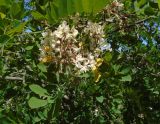 Robinia pseudoacacia. Верхушка побега с соцветиями. Узбекистан, северная часть г. Самарканд, холмы Афрасиаба, около дороги. 03.05.2018.