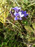 Gentiana scabra