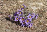 Pulsatilla turczaninovii