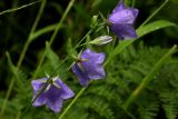 Campanula persicifolia