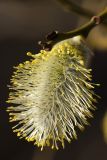 Salix caprea