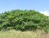 Ailanthus altissima. Заросли вегетирующих растений. Крым, Тарханкутский п-ов, балка Кипчак, среди степи. 19 июня 2019 г.