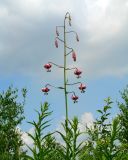 Lilium pilosiusculum