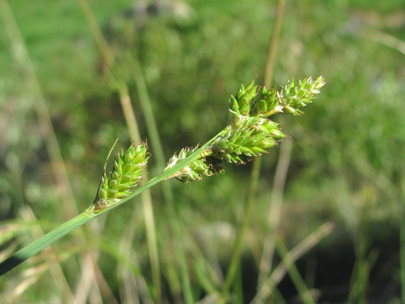 Изображение особи Carex canescens.