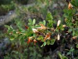 Caragana bungei. Ветвь с плодами. Тува, Пий-Хемский р-н, устье р. Сесерлиг, каменистая степь. 07.08.2007.