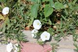 Convolvulus arvensis