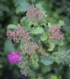 Spiraea × bumalda