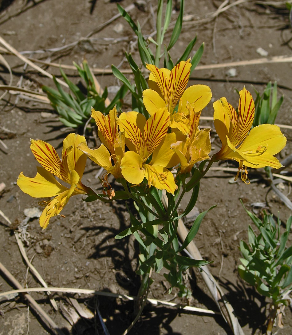 Изображение особи Alstroemeria aurea.