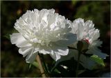 Paeonia lactiflora