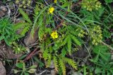 Potentilla chinensis