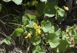 Viola biflora