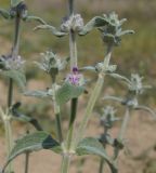 Stachys velata