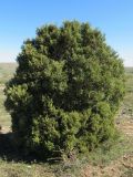 Juniperus seravschanica