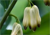 Polygonatum multiflorum. Соцветие. Московская обл., Раменский р-н, окр. дер. Хрипань, садовый участок. 28.05.2023.