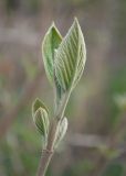 Viburnum lantana. Верхушка веточки с разворачивающимися почками. Казахстан, Восточно-Казахстанская обл., г. Усть-Каменогорск, парк \"Жастар\", в культуре. 04.05.2023.